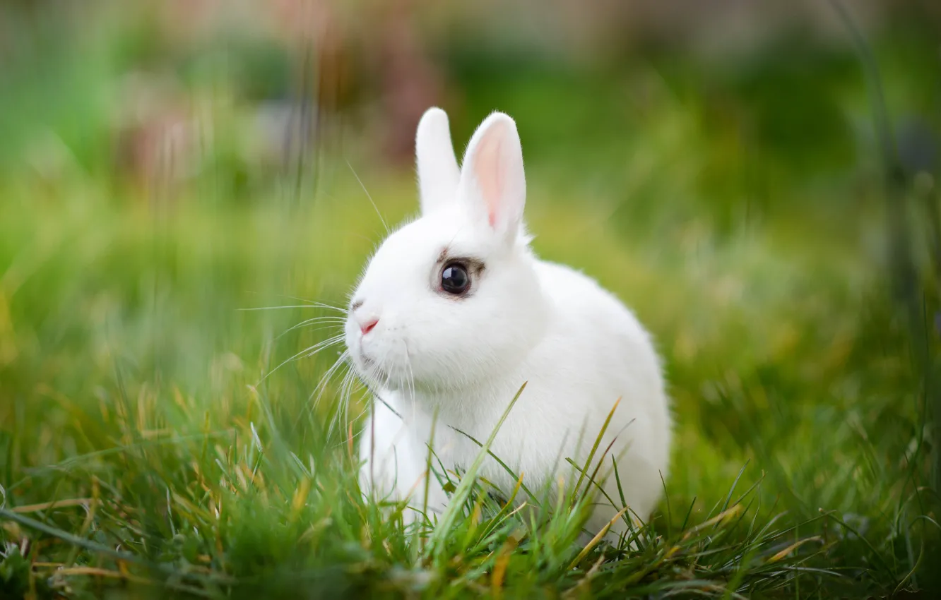 Photo wallpaper white, grass, rabbit, bokeh, white rabbit