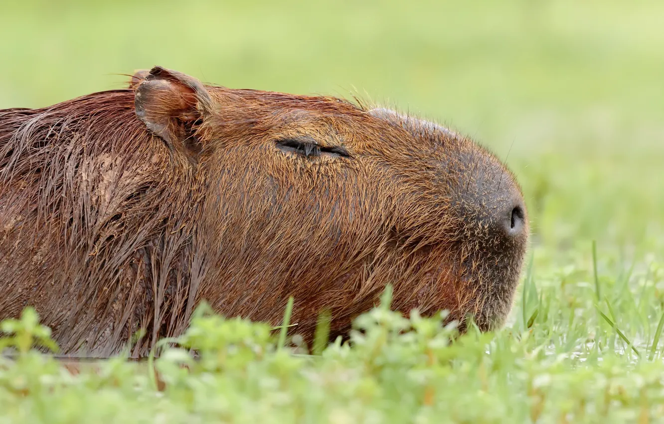 Photo wallpaper nature, background, the capybara, Capybara