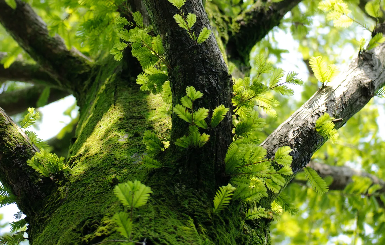 Photo wallpaper leaves, trees, branches, moss, trunk