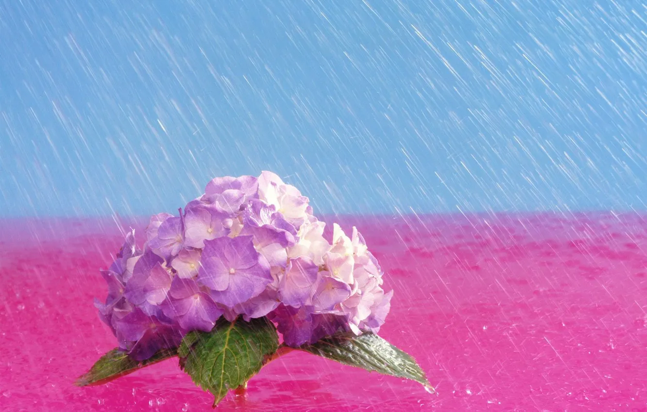 Photo wallpaper flowers, rain, bright