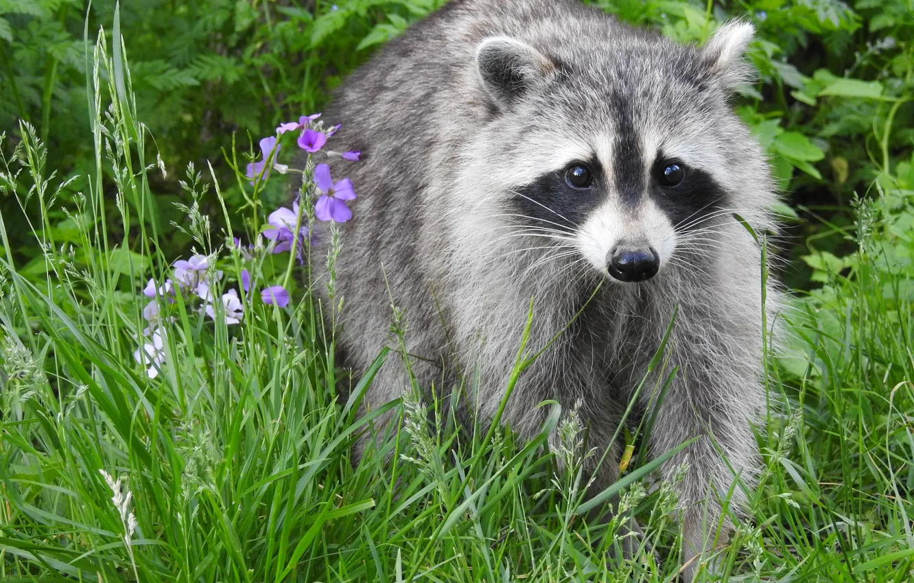 Photo wallpaper grass, flowers, nature, raccoon