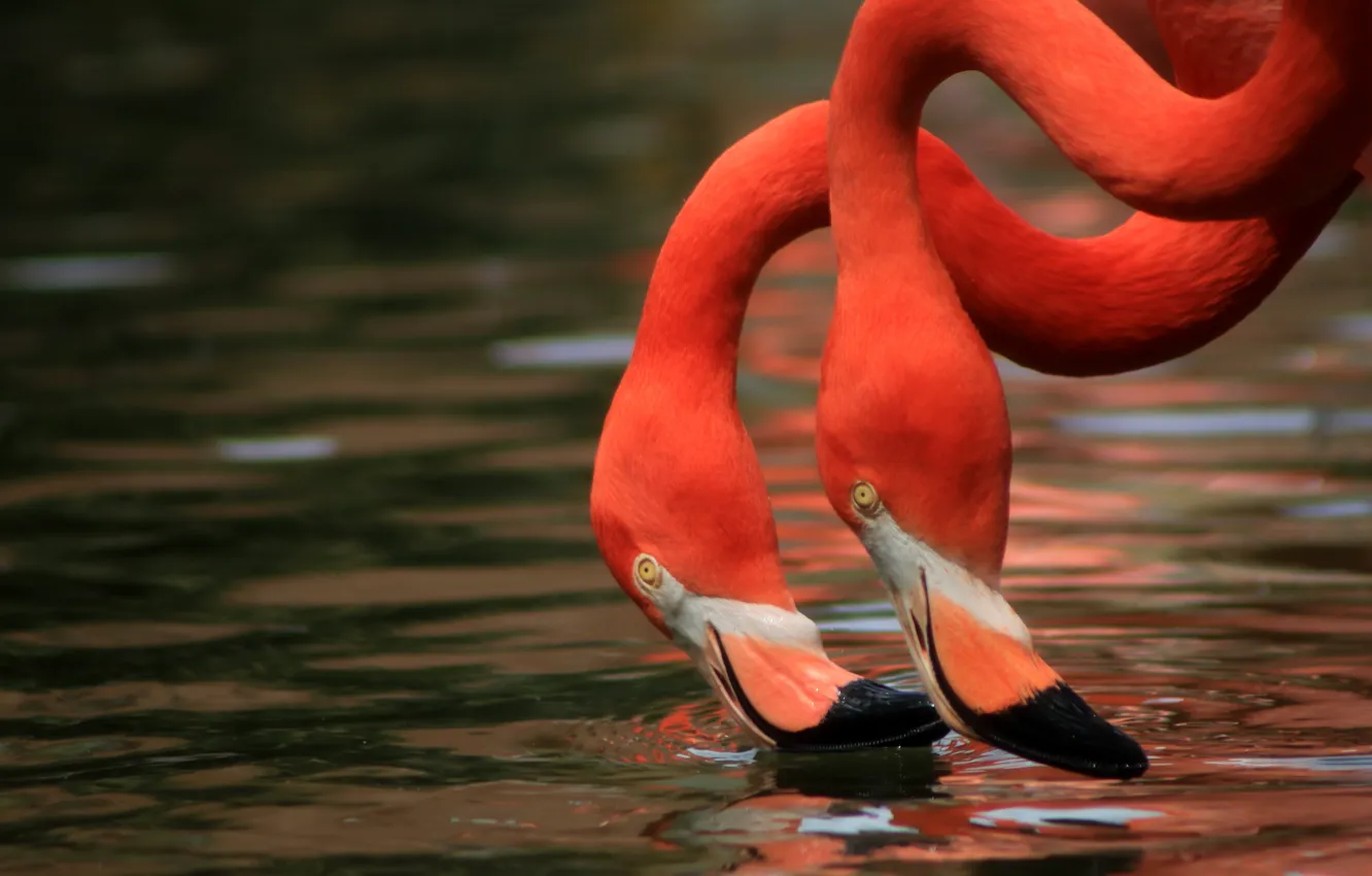 Photo wallpaper water, birds, Duo, Flamingo, neck