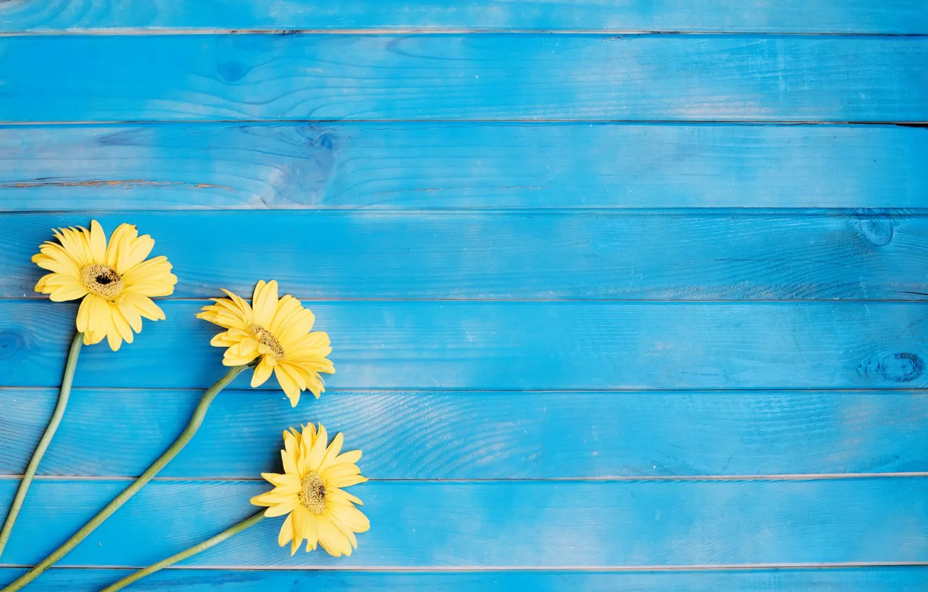 Photo wallpaper flowers, yellow, gerbera