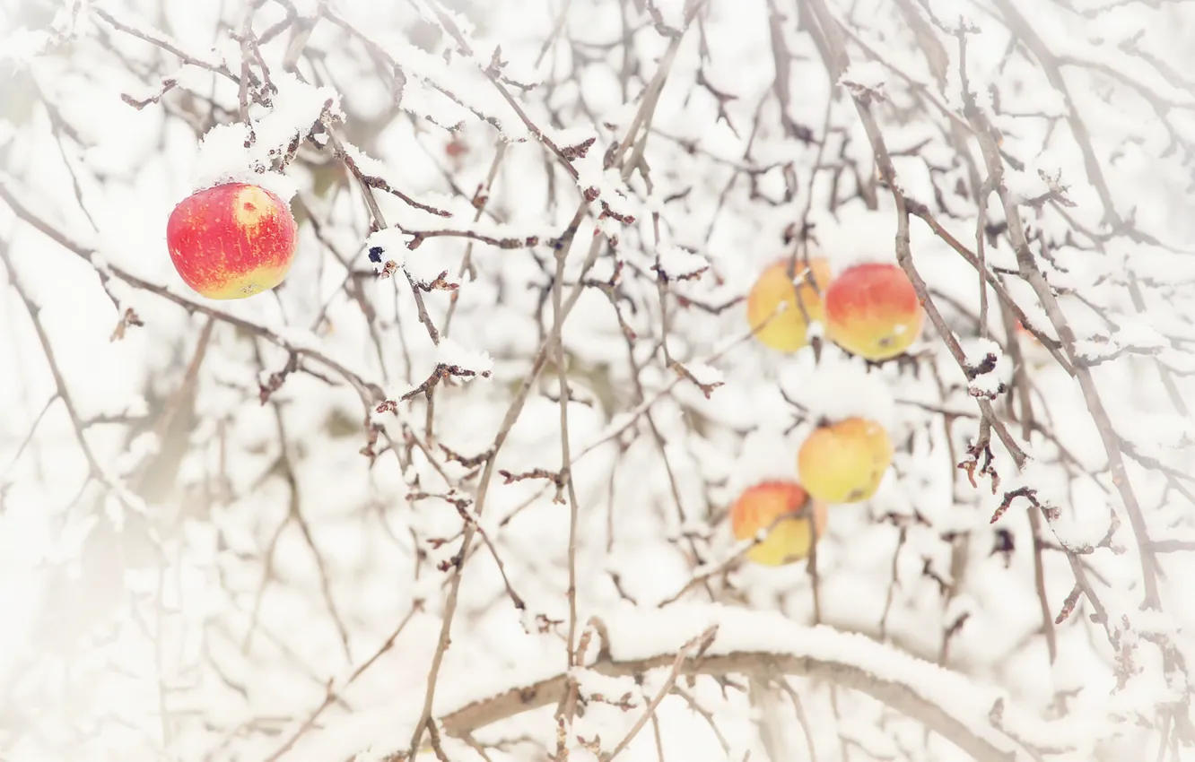 Photo wallpaper snow, nature, apples, Apple