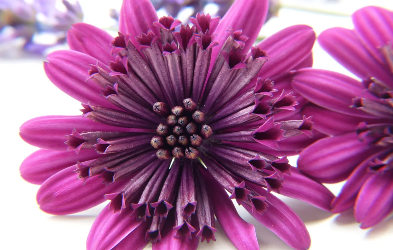 Photo wallpaper purple, flowers, chrysanthemum