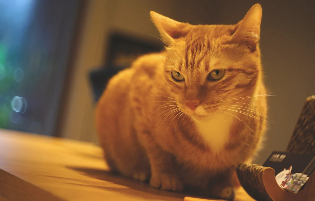 Photo wallpaper cat, cat, look, table, wall, window, red, sitting