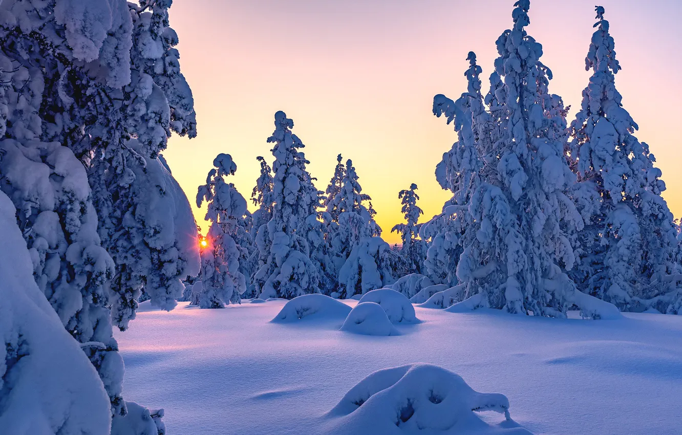 Photo wallpaper winter, snow, trees, sunset, ate, the snow, Finland, Finland