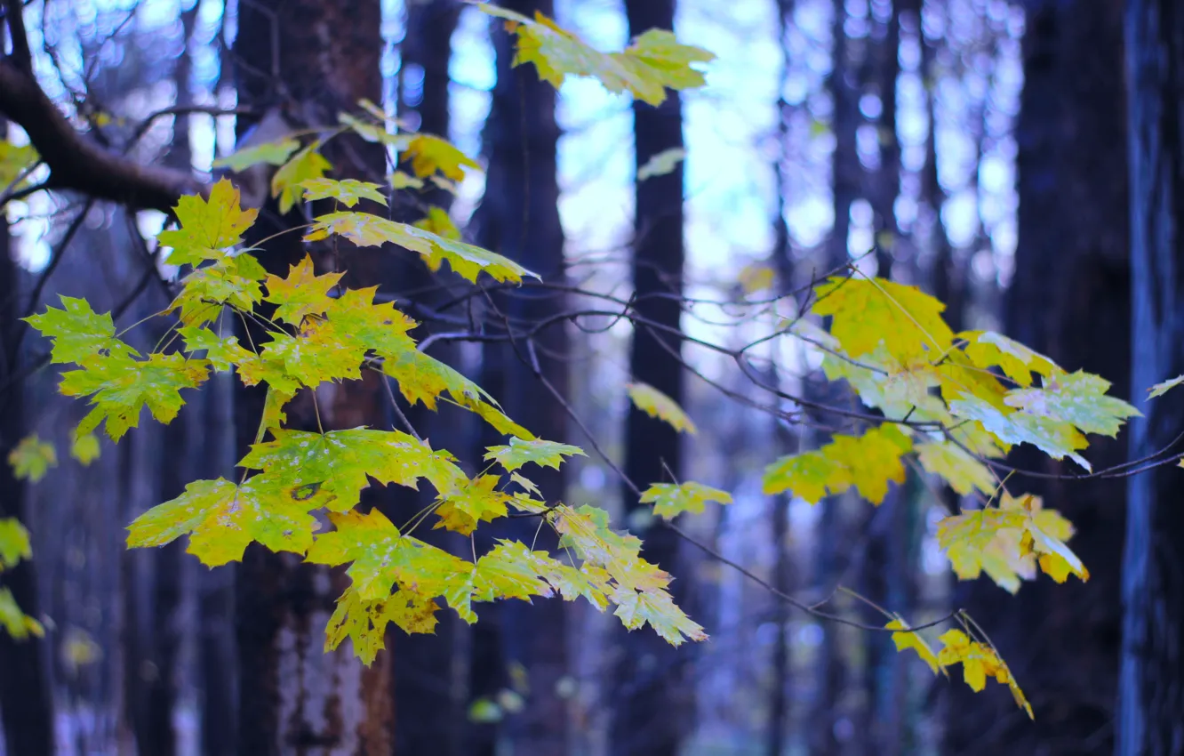 Photo wallpaper forest, park, autumn, tree, leaf, fall