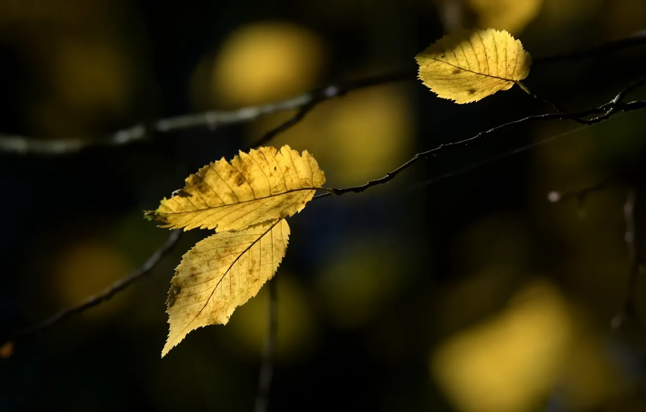 Photo wallpaper autumn, leaves, branches