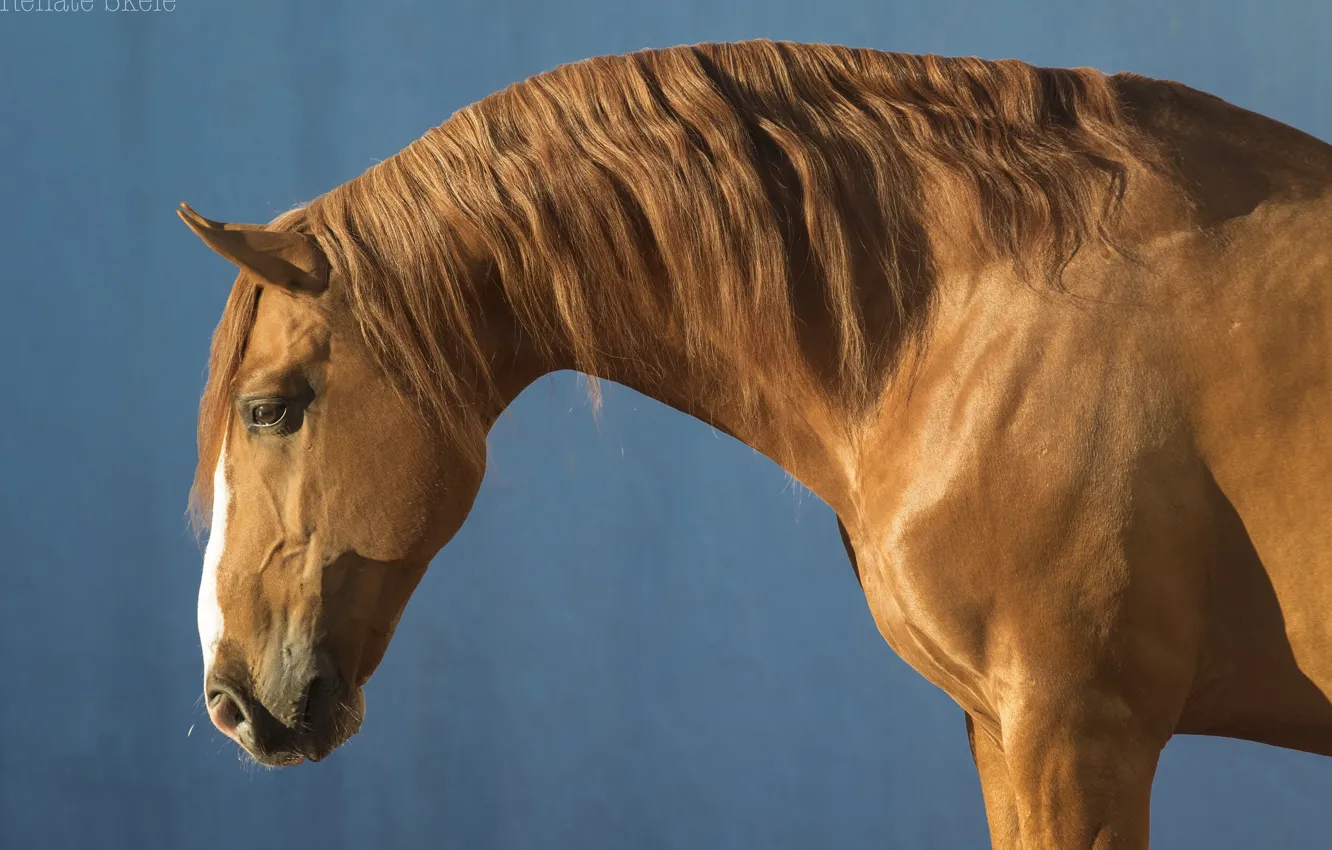 Photo wallpaper horse, horse, red, mane, profile