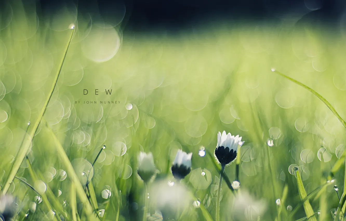 Photo wallpaper grass, macro, flowers, Rosa, glare, morning, bokeh