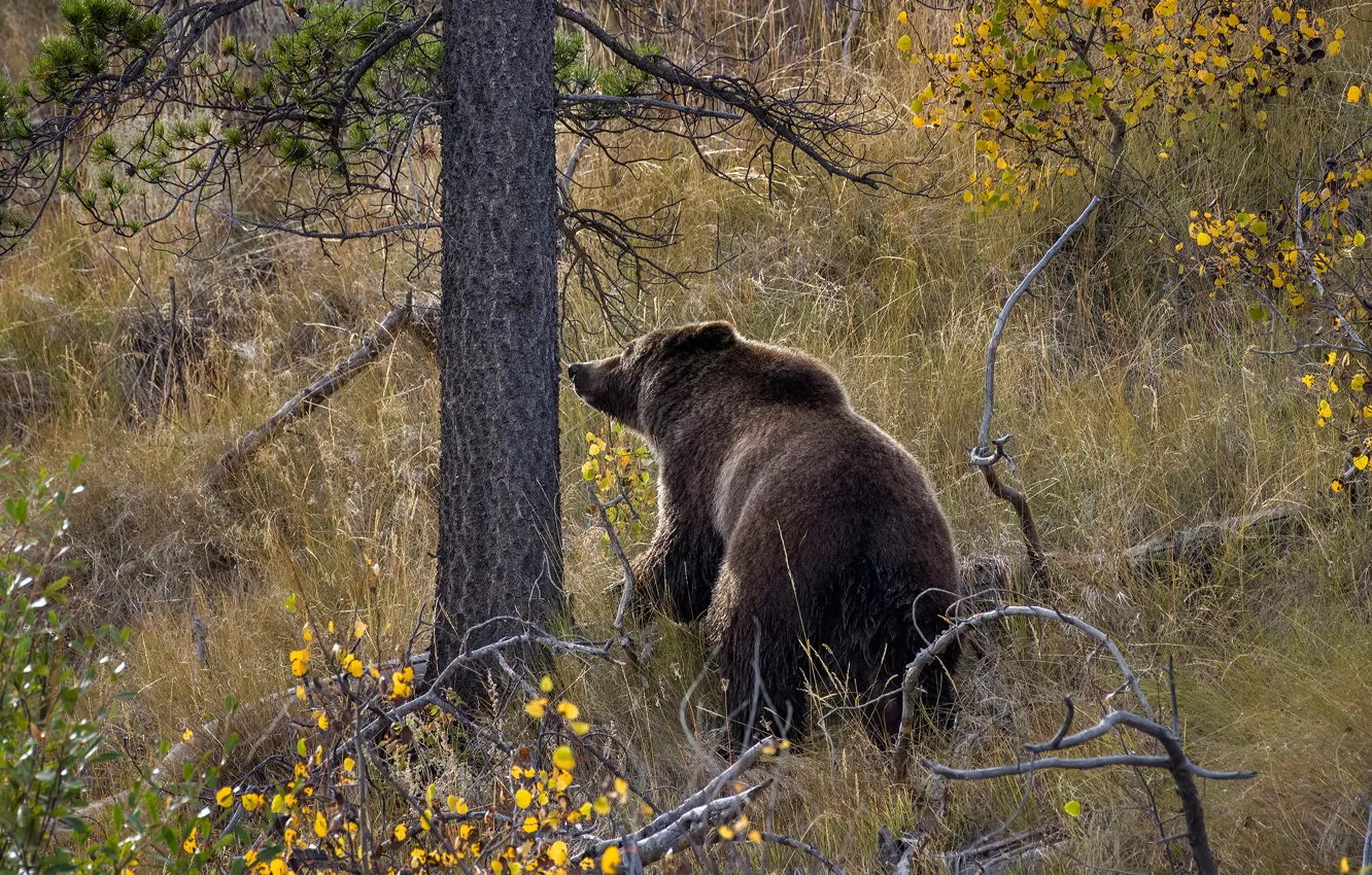 Photo wallpaper autumn, forest, trees, bear
