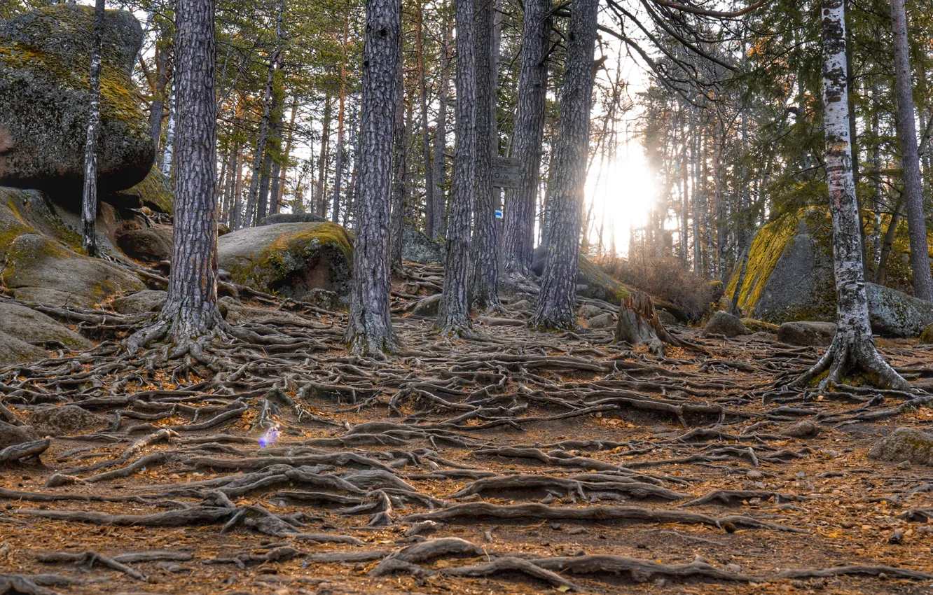 Photo wallpaper forest, mountains, Autumn, Posts, Siberia