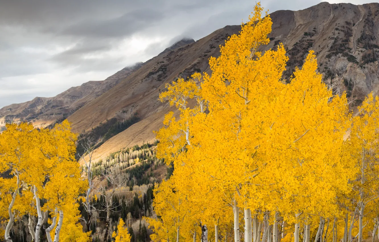 Photo wallpaper landscape, mountains, autumn, trees, aspen