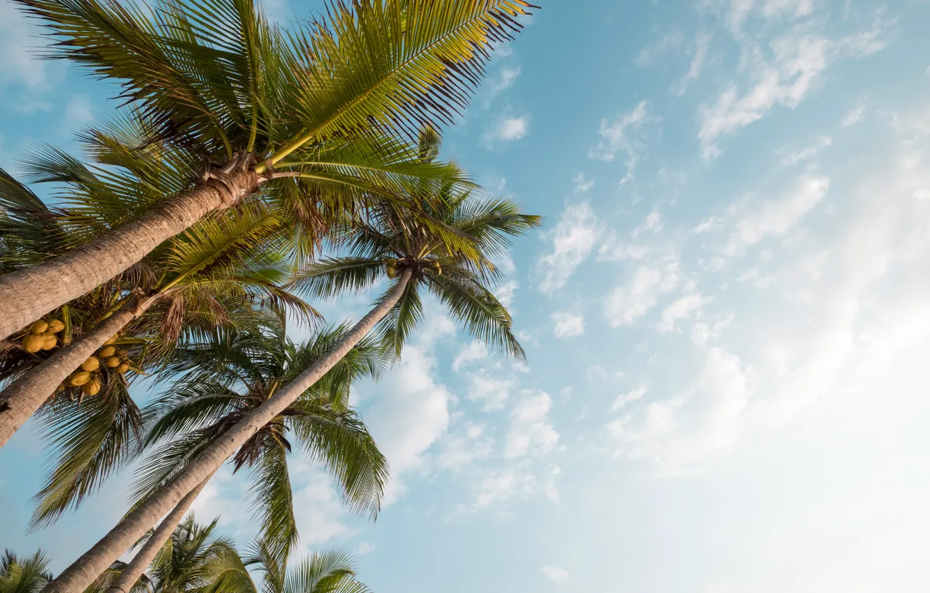 Photo wallpaper clouds, nature, palm trees, blue sky