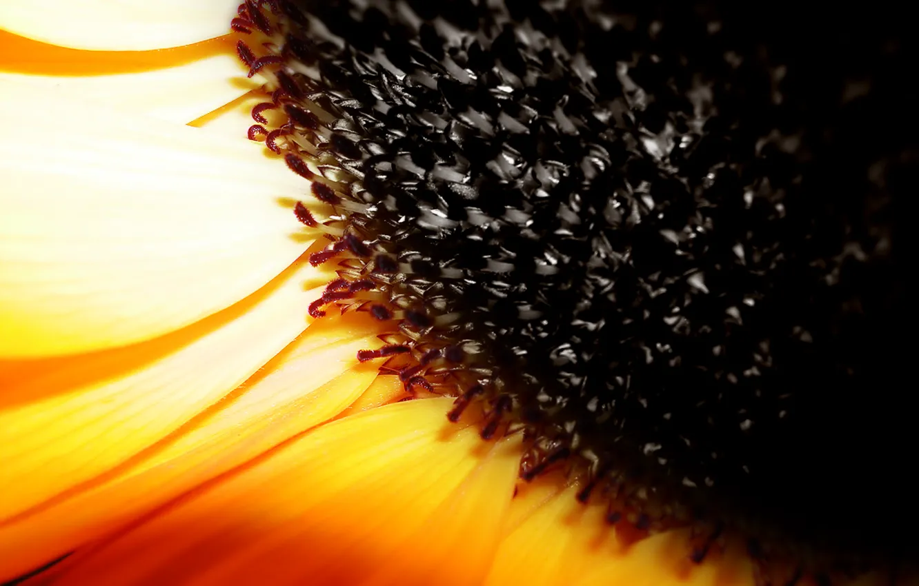 Photo wallpaper sunflowers, yellow, seeds