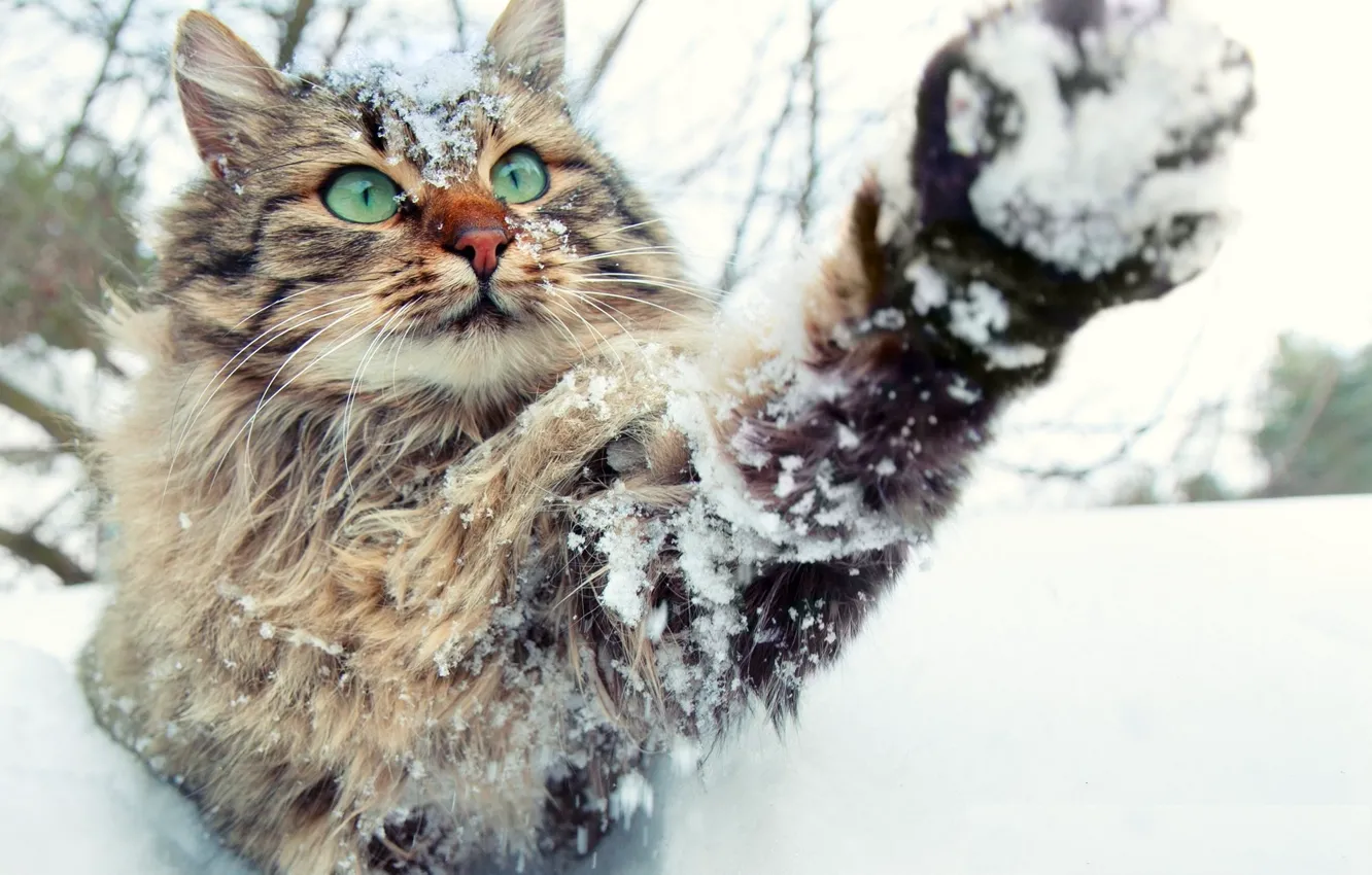 Photo wallpaper winter, in the snow, paw, fluffy, muzzle, plays, green eyes, tabby cat