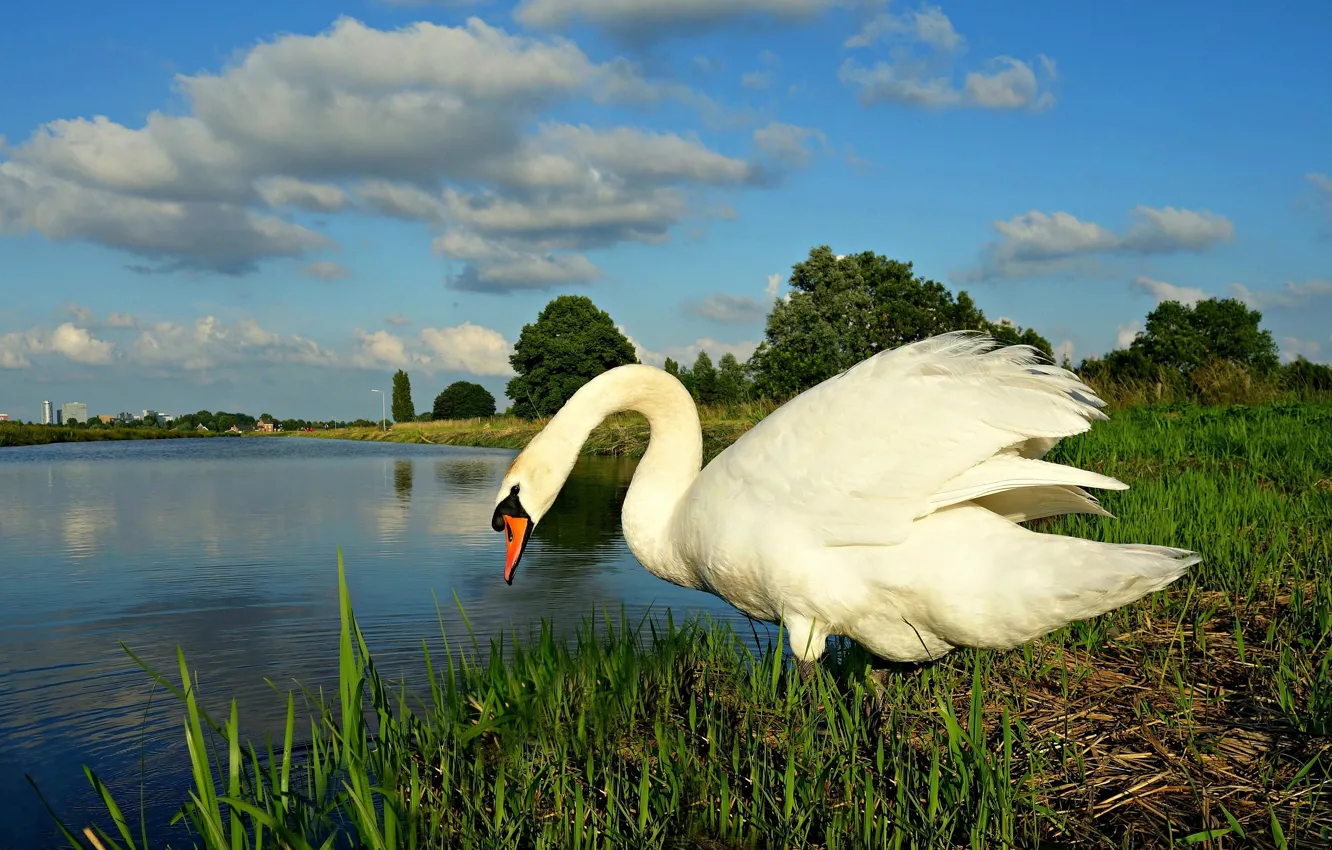 Photo wallpaper white, summer, grass, clouds, trees, landscape, nature, lake