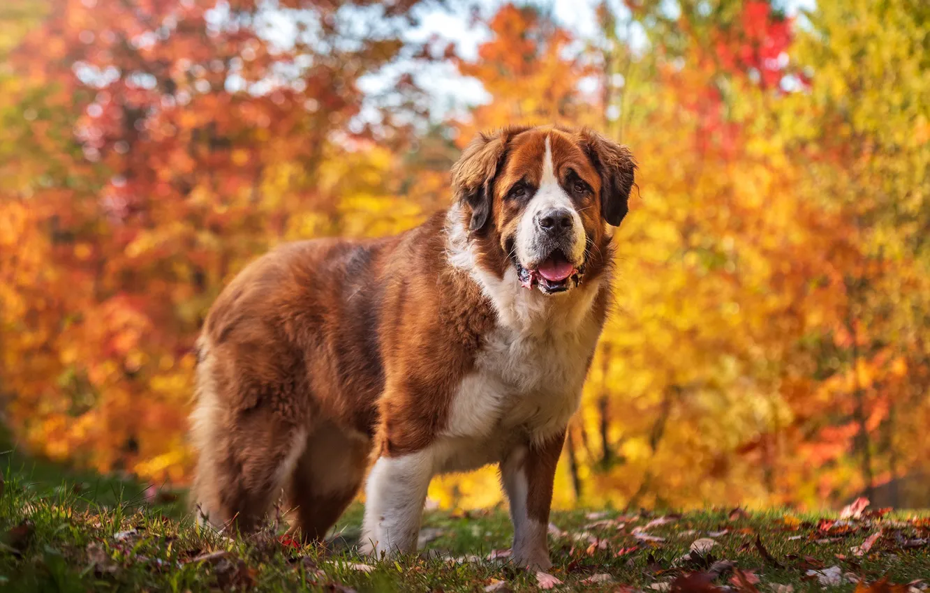 Photo wallpaper autumn, each, dog