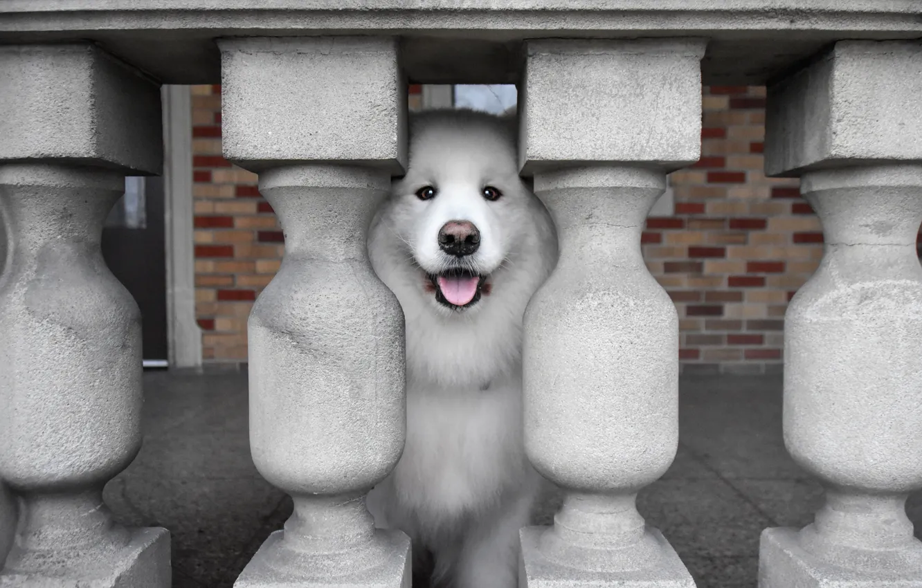 Photo wallpaper look, pose, dog, face, Samoyed