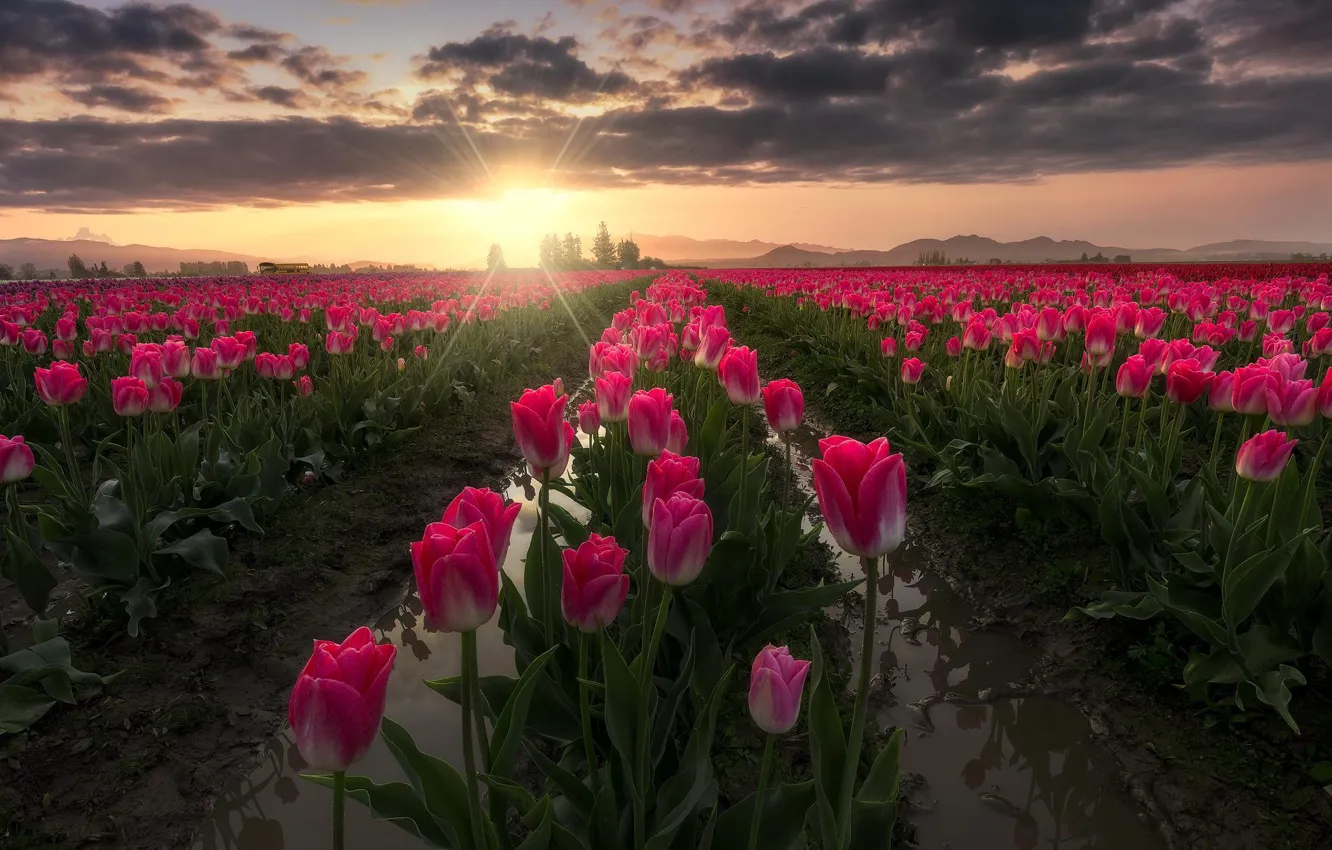 Photo wallpaper field, the sun, rays, landscape, flowers, nature, tulips, USA