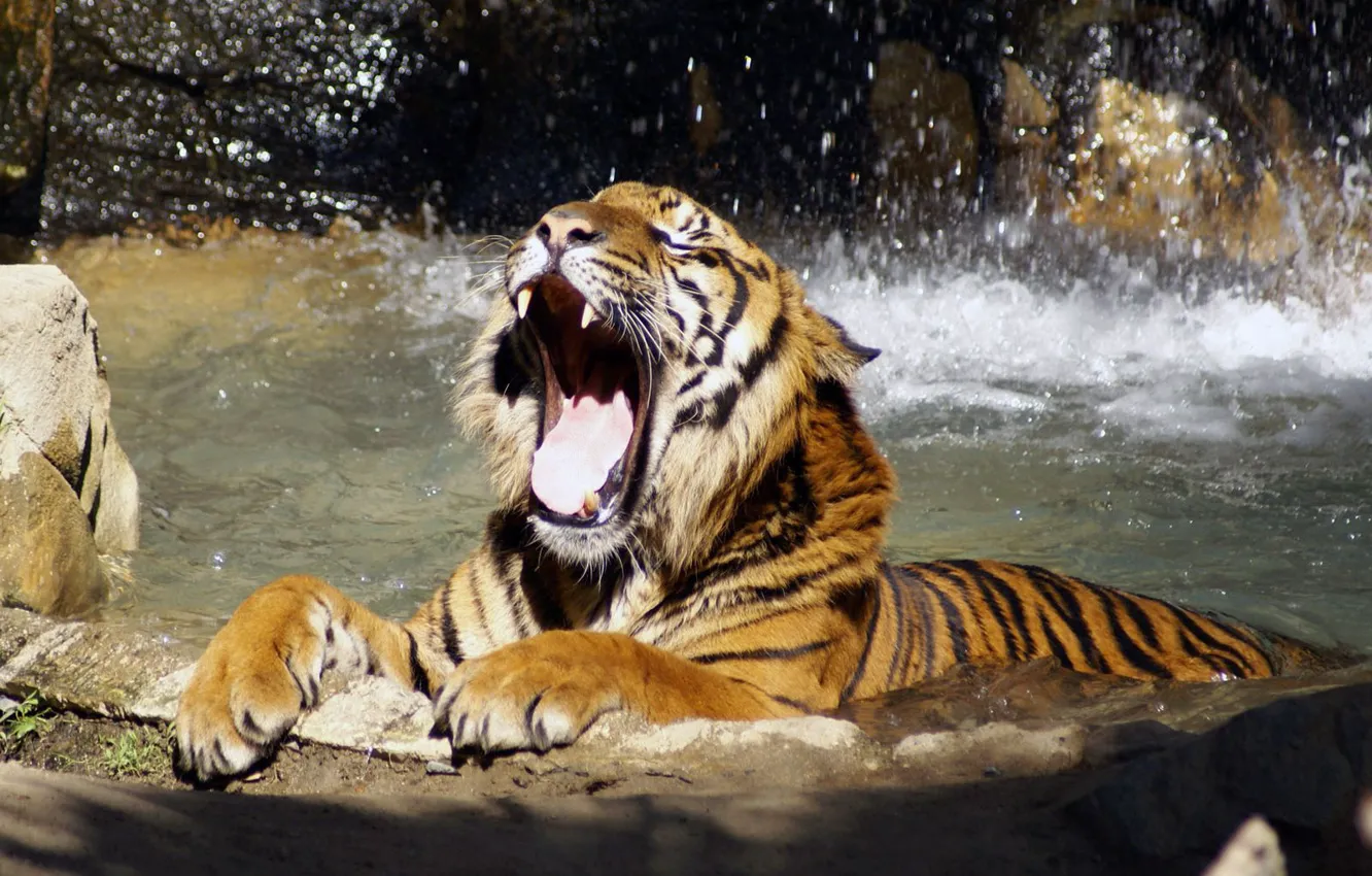 Photo wallpaper river, Tiger, growls