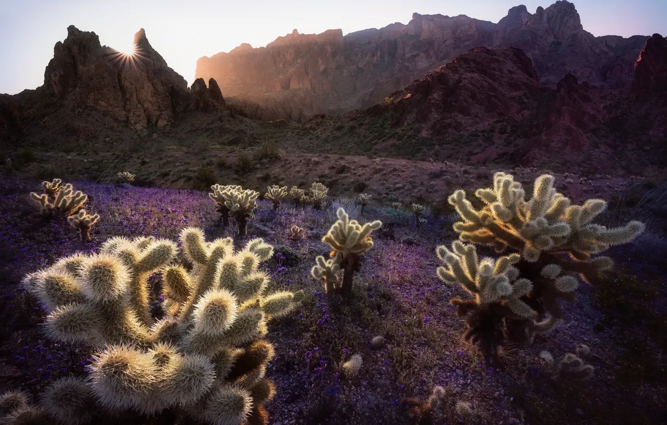 Photo wallpaper mountains, morning, cactus