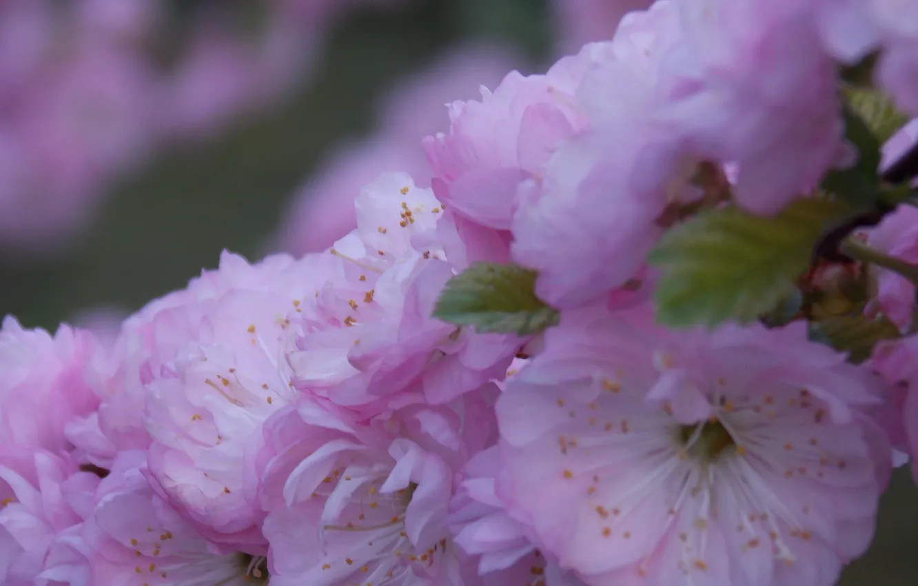Photo wallpaper Spring, Sakura, Flowering