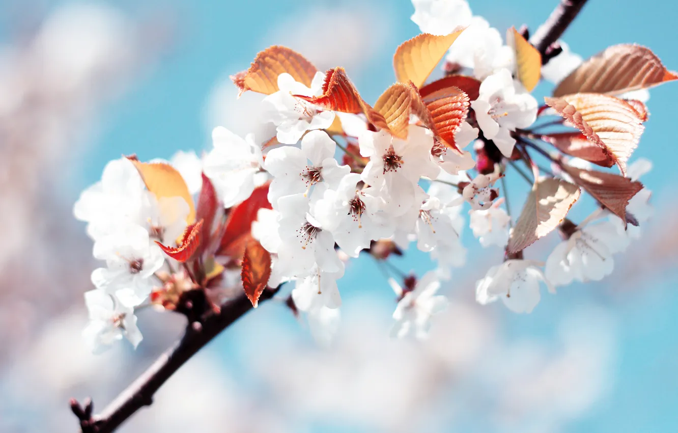 Photo wallpaper white, cherry, spring