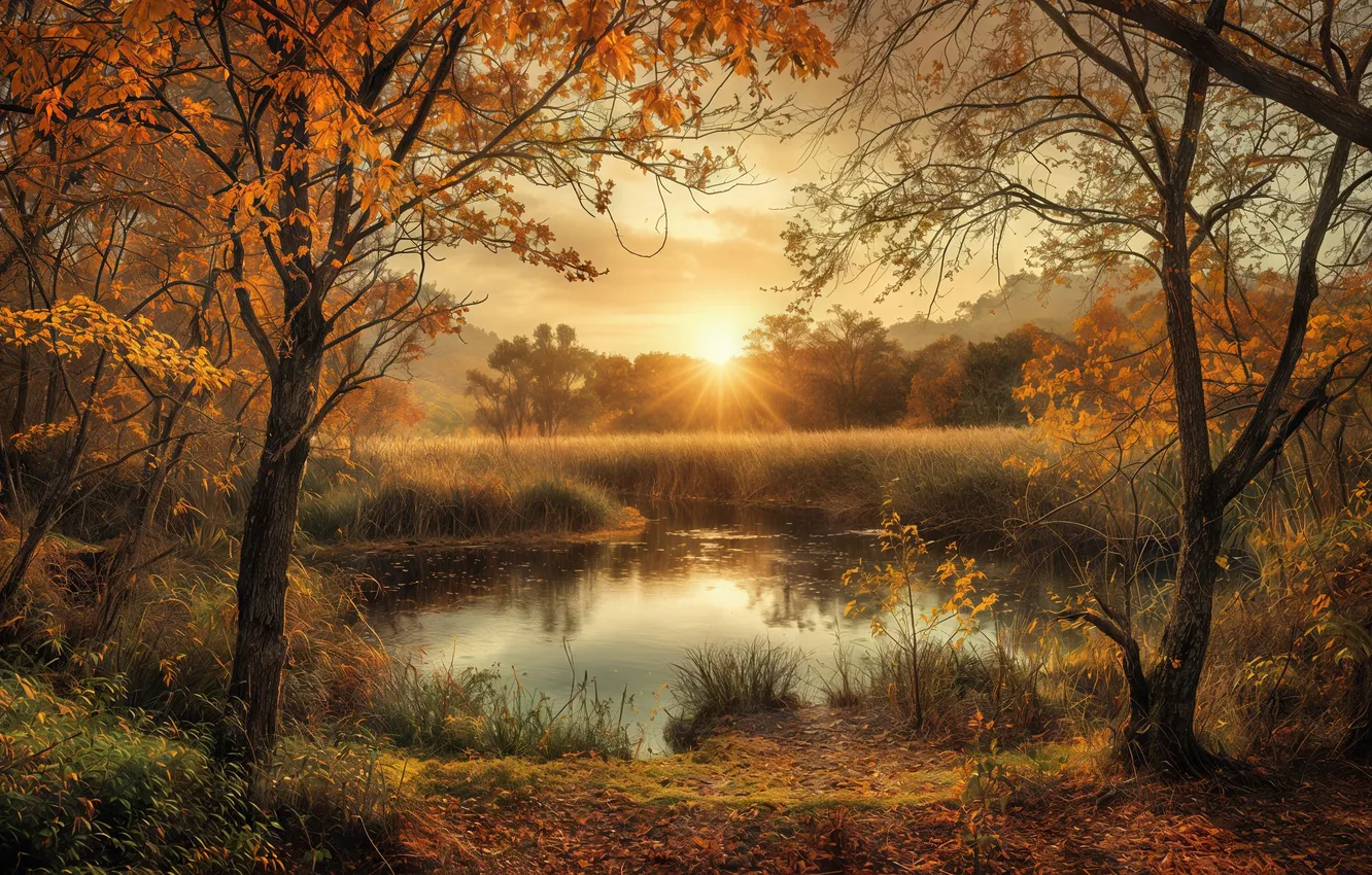 Photo wallpaper forest, trees, autumn