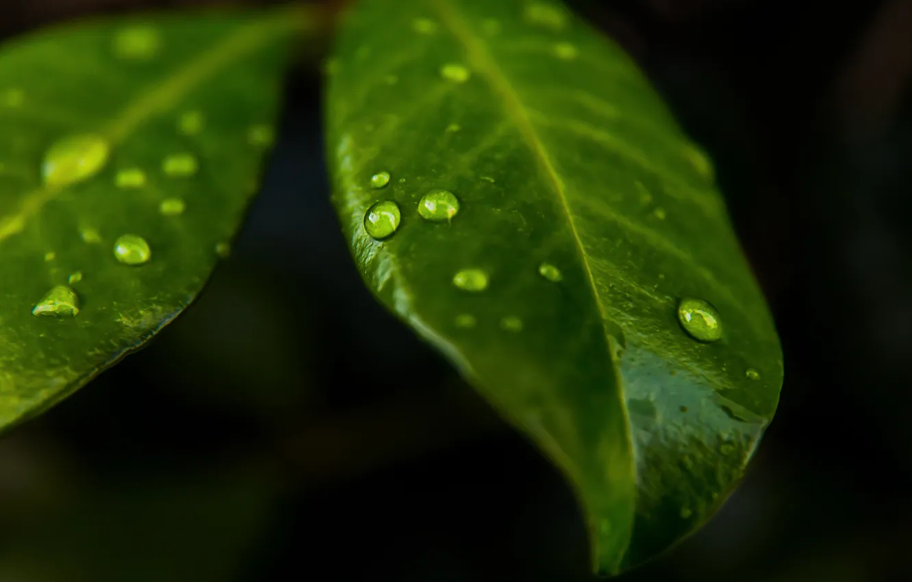 Photo wallpaper leaves, water, drops, macro, drops of nature