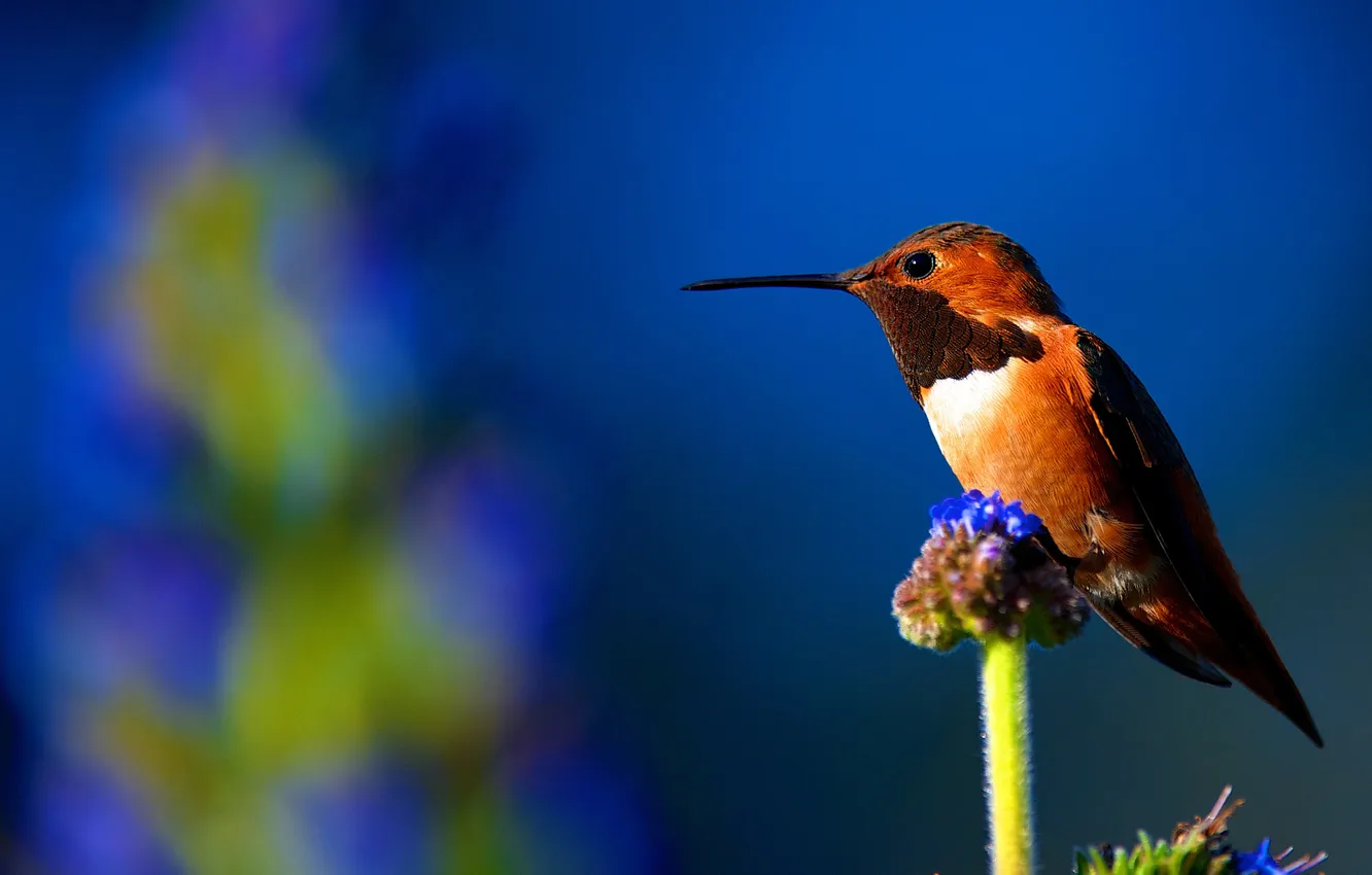 Photo wallpaper nature, bird, beak, Hummingbird
