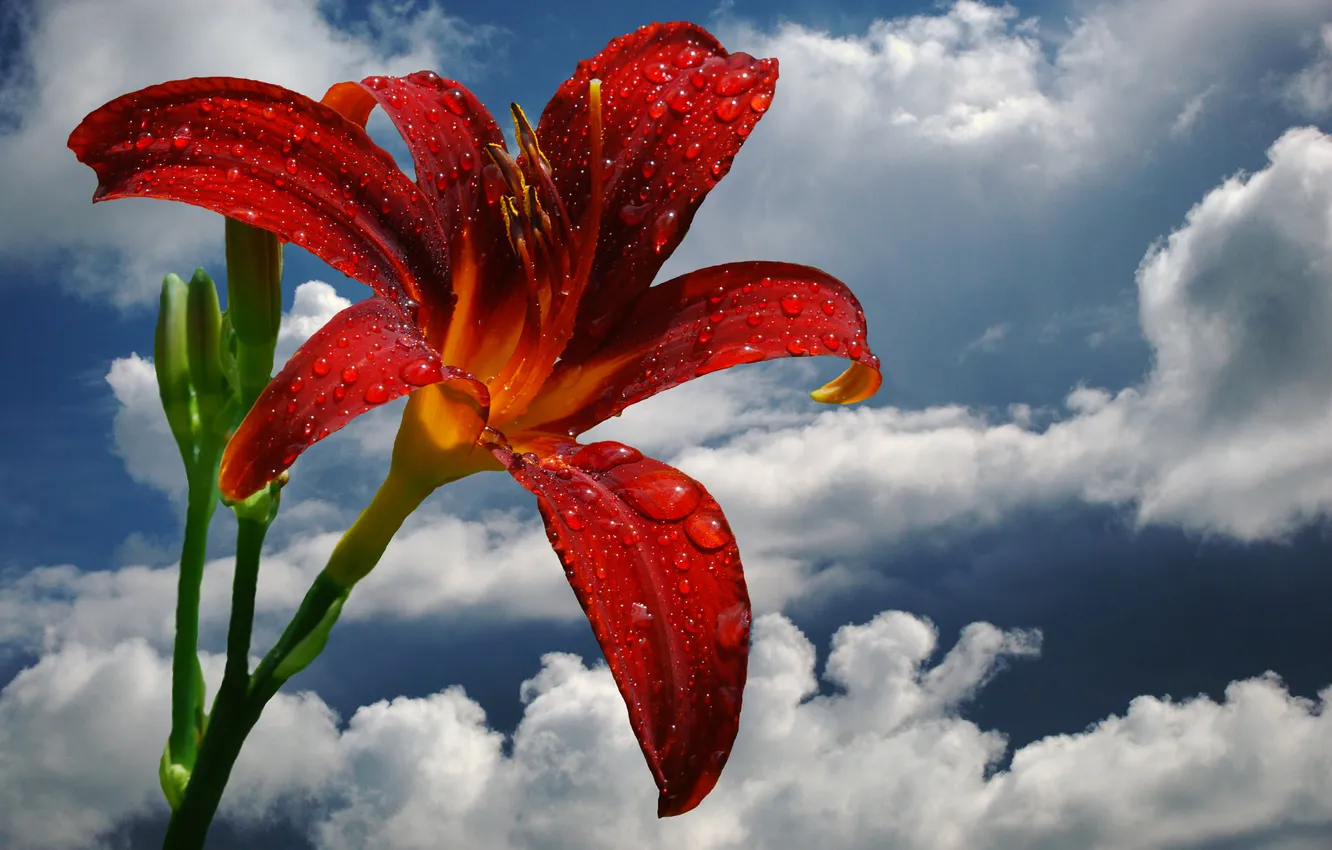 Photo wallpaper flower, the sky, clouds, drops, Rosa, Lily, petals