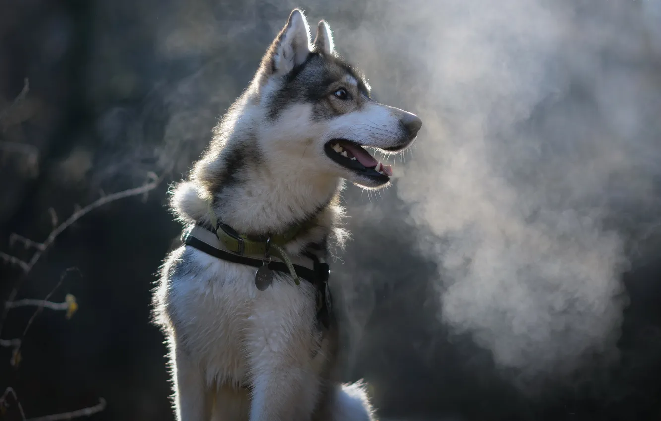 Photo wallpaper look, each, dog