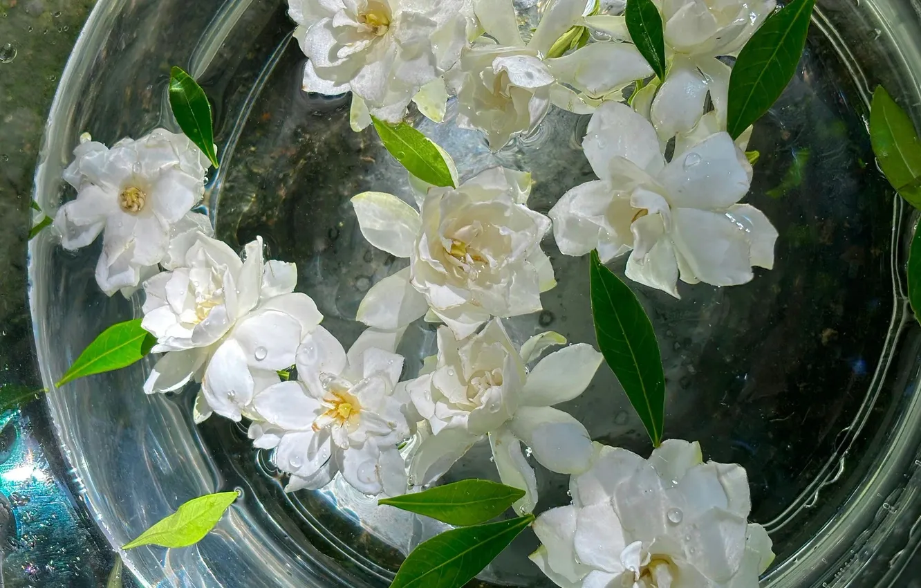 Photo wallpaper flowers, bowl, white flowers, water, Jasmine, Mock orange