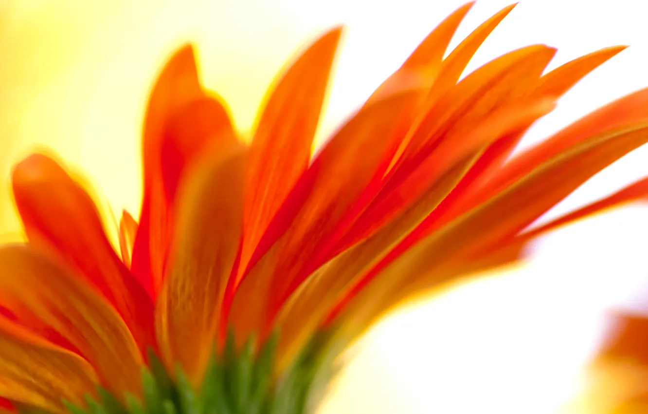 Photo wallpaper flowers, nature, petals, blur