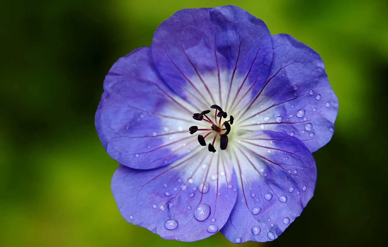 Photo wallpaper flowers, droplets, petals, geranium, cranesbill, blue-white