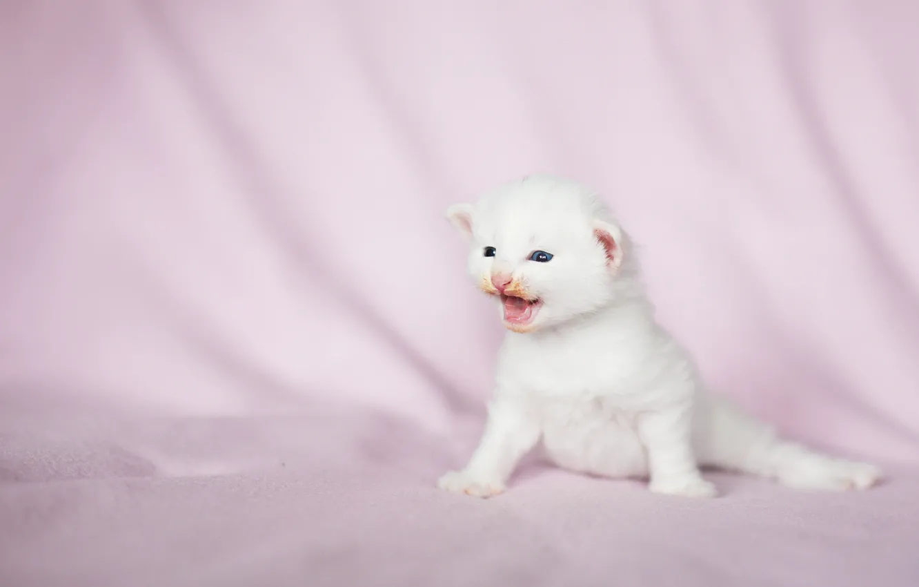 Photo wallpaper cat, white, look, pose, baby, fabric, kitty, face