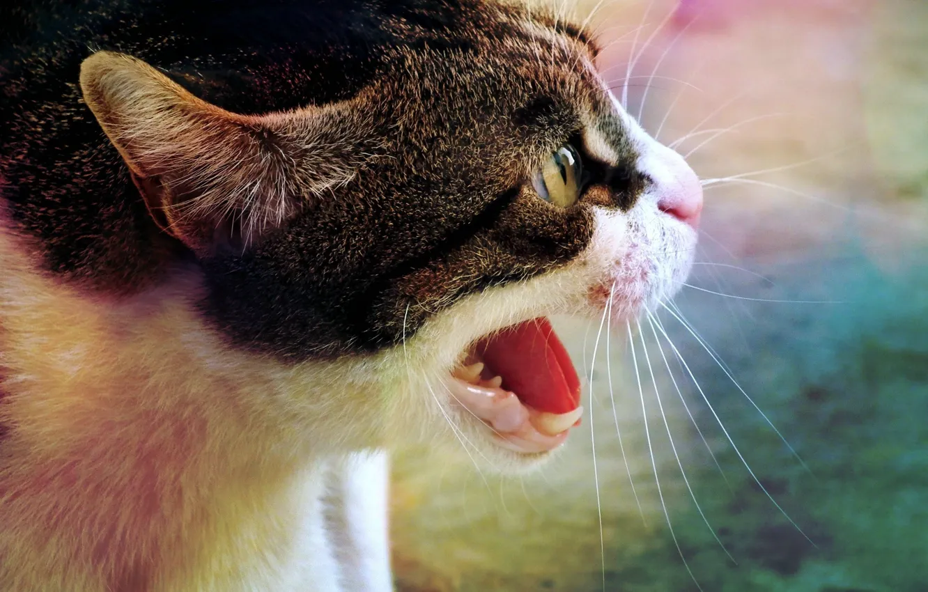 Photo wallpaper cat, mustache, look, face, close-up, emotions, teeth, aggression