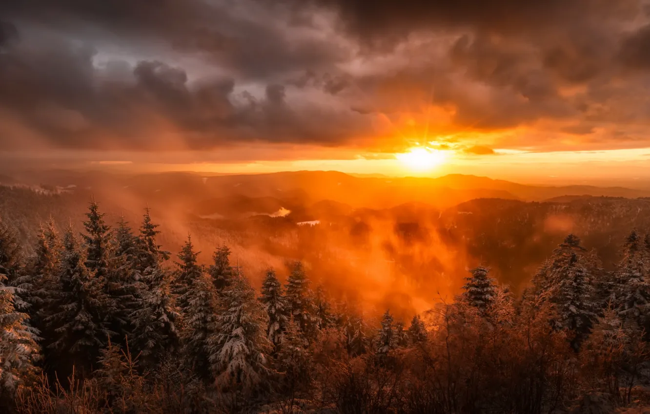 Photo wallpaper forest, sunset, fog