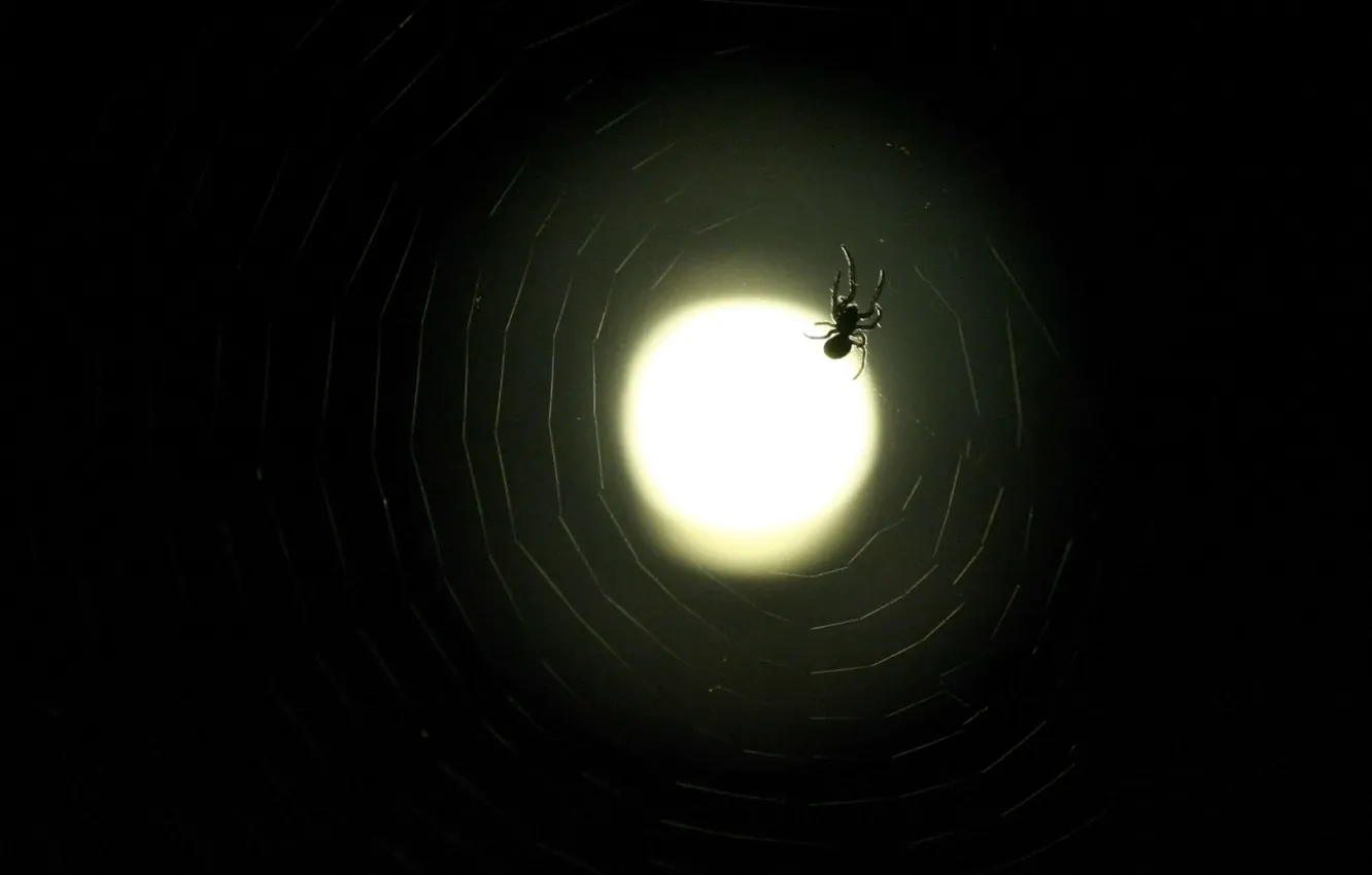 Photo wallpaper web, spider, The moon