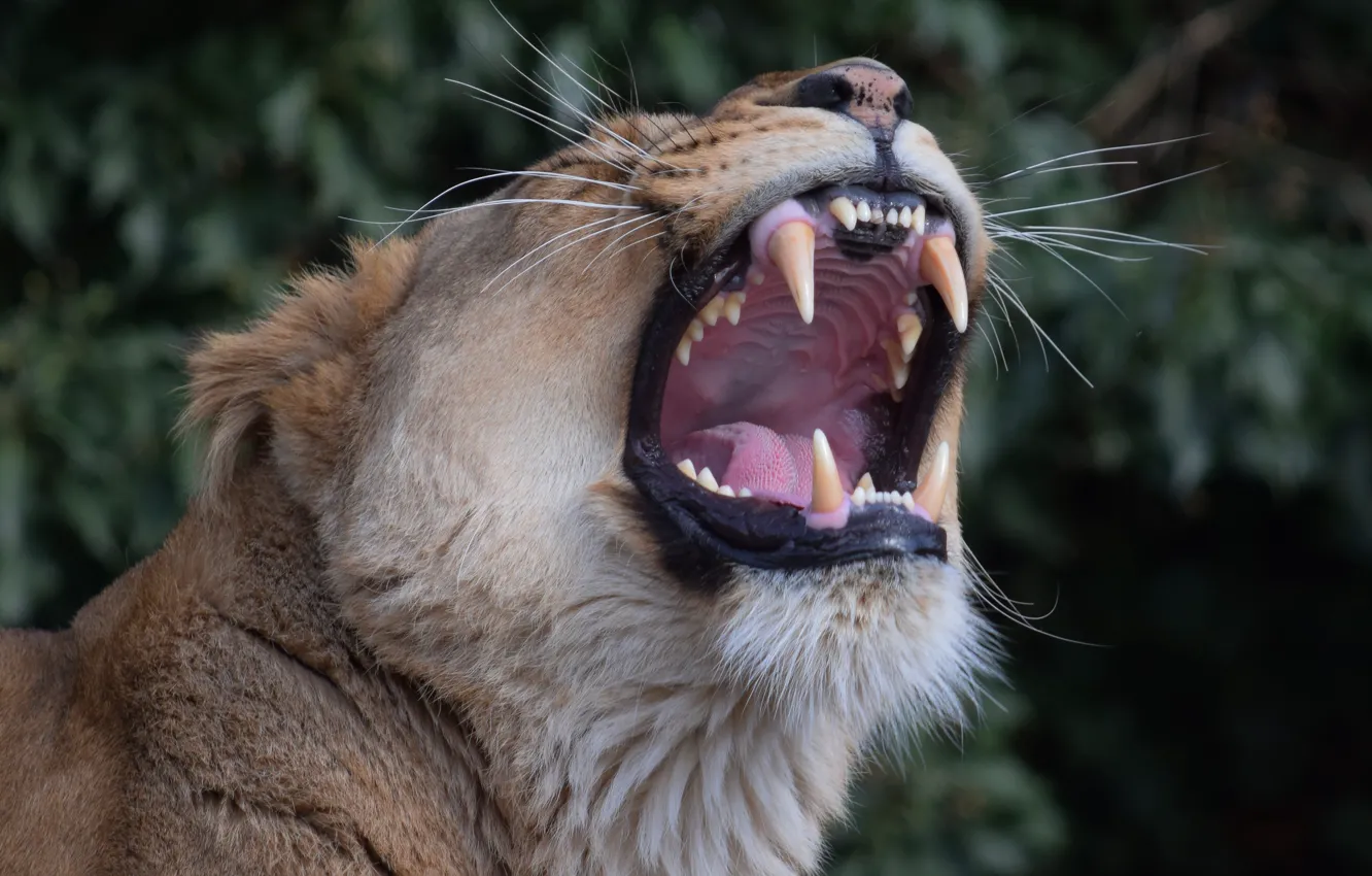 Photo wallpaper mouth, fangs, lioness