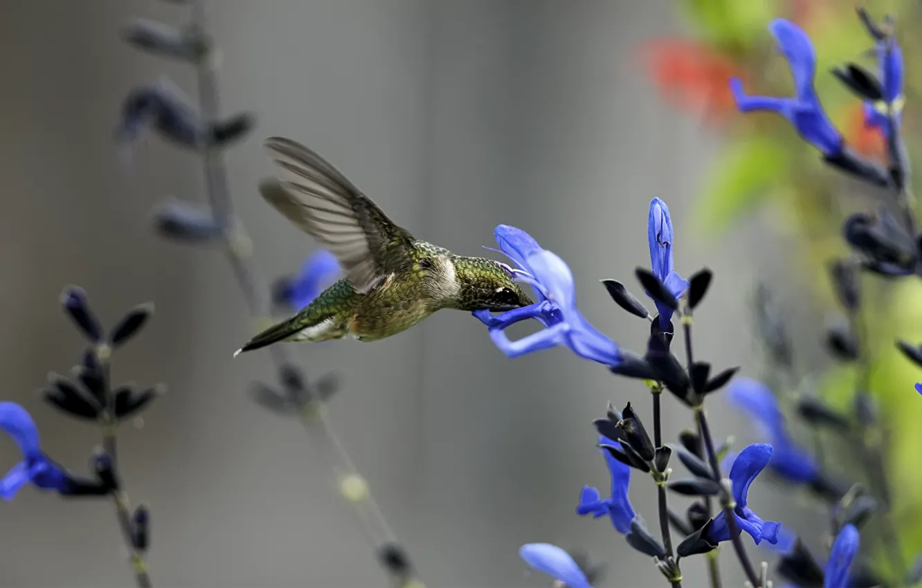 Photo wallpaper flower, macro, blue, bird, Hummingbird, field