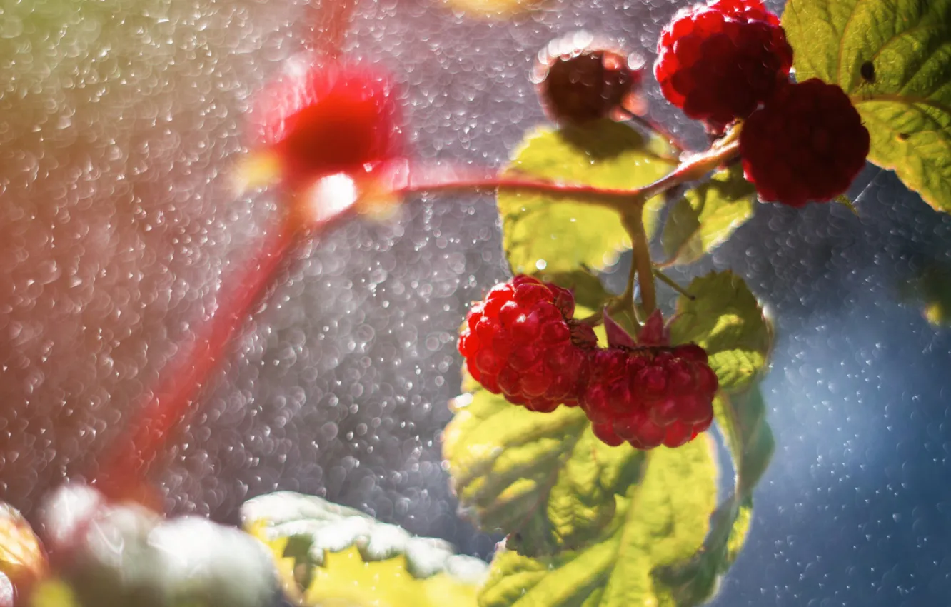 Photo wallpaper berries, raspberry, branch