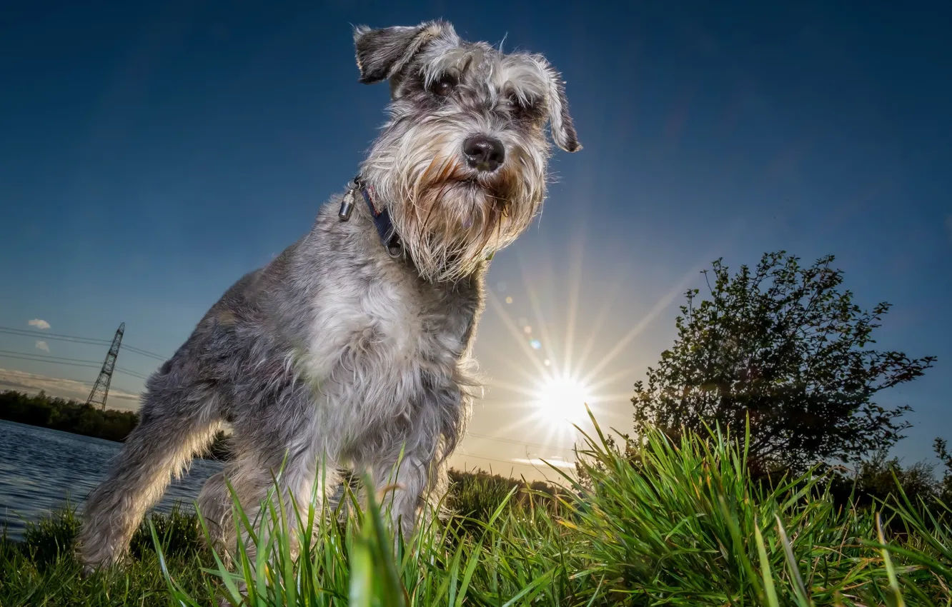 Photo wallpaper face, sunset, each, The sun, dog, the evening