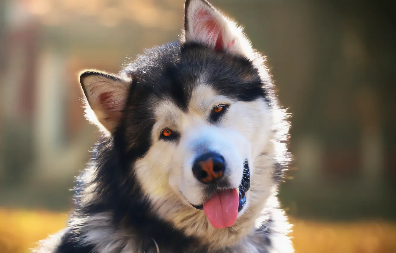 Photo wallpaper face, each, dog, Malamute
