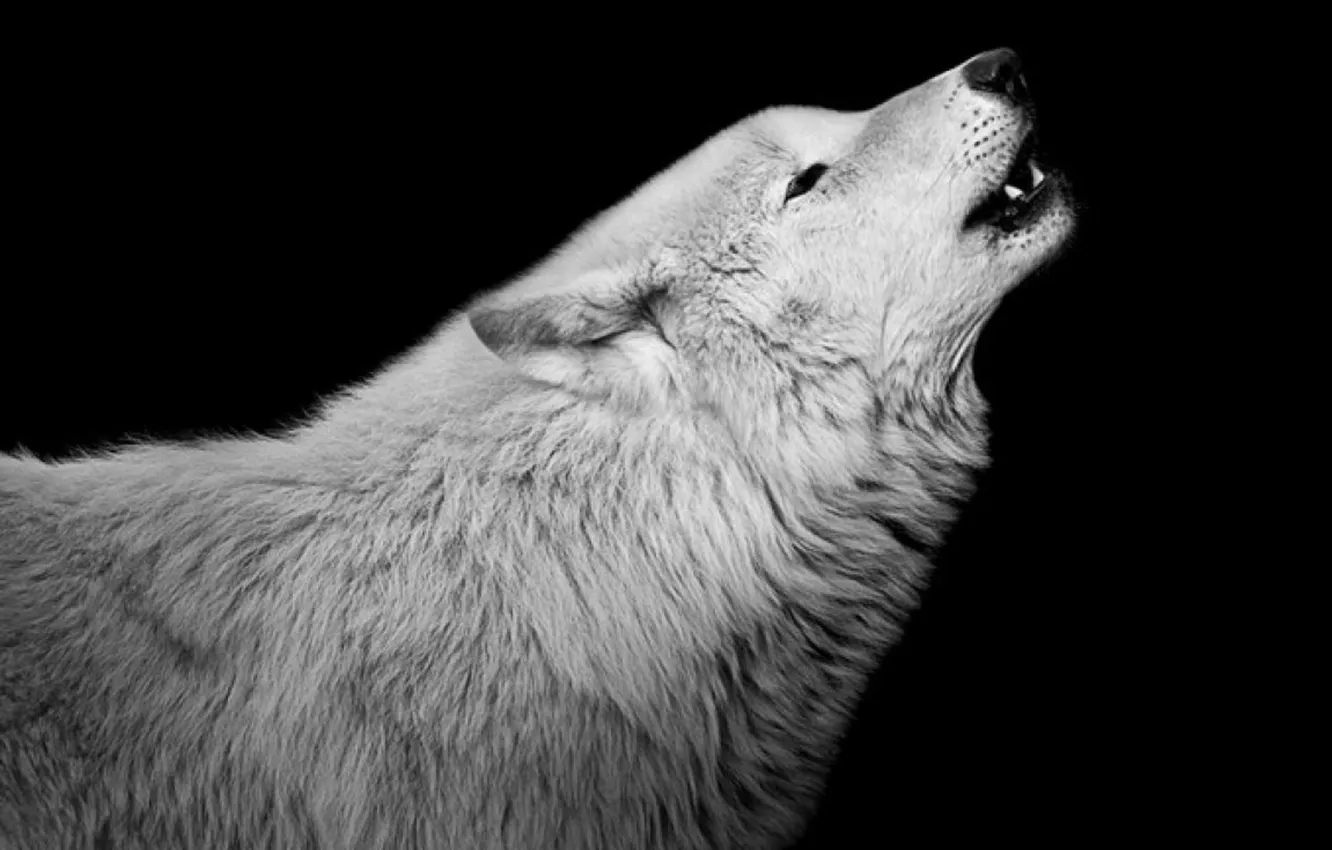 Photo wallpaper nature, face, animal, wolf, wildlife, head, fur, mammal