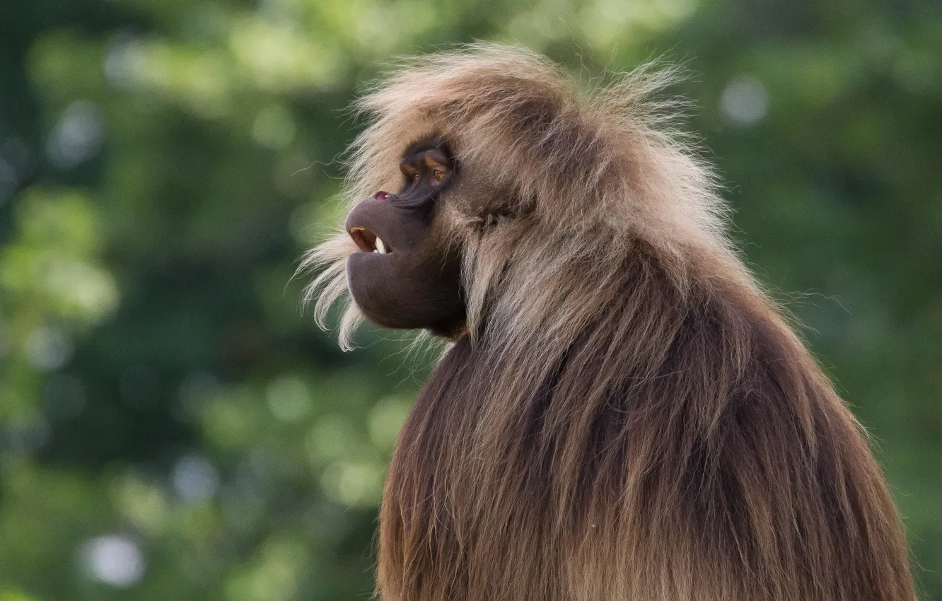 Photo wallpaper look, face, nature, portrait, wool, monkey, mouth, profile