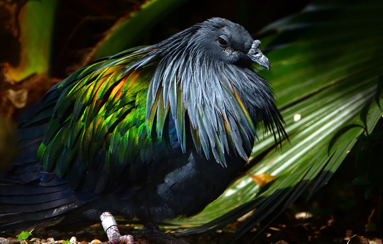 Photo wallpaper leaves, bird, feathers, the play of light, overflow, Wallpaper from lolita777, Exotic