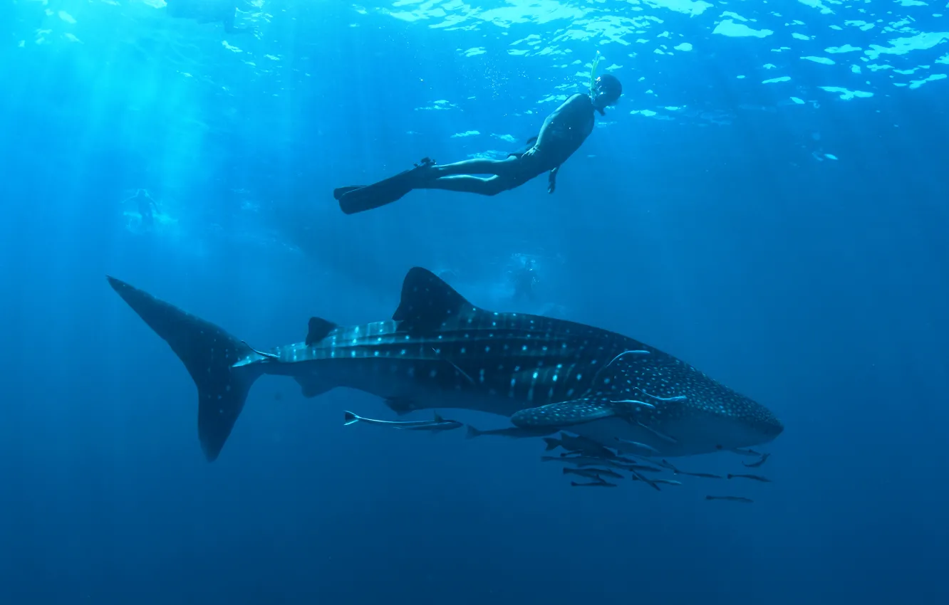 Photo wallpaper ocean, Whale shark, professional diver, Rhincodon typus